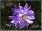 foto Fiori